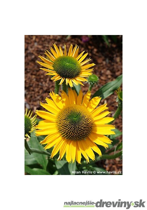 Echinacea KISMET YELLOW ‘TNECHKY, výška 30/40 cm, v črepníku 2l Echinacea KISMET YELLOW ‘TNECHKY‘