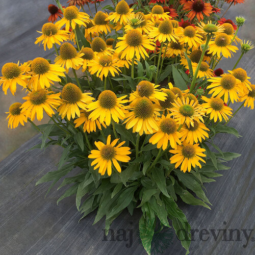 Echinacea KISMET YELLOW ‘TNECHKY, výška 30/40 cm, v črepníku 5l Echinacea KISMET YELLOW ‘TNECHKY