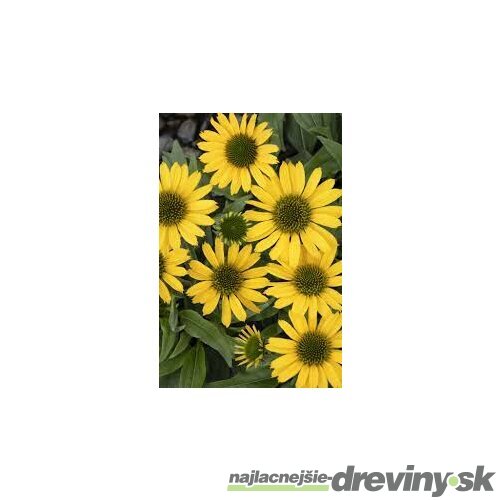 Echinacea KISMET YELLOW ‘TNECHKY, výška 30/40 cm, v črepníku 5l Echinacea KISMET YELLOW ‘TNECHKY