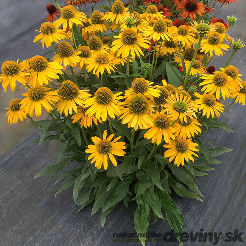 Echinacea KISMET YELLOW ‘TNECHKY, výška 30/40 cm, v črepníku 5l Echinacea KISMET YELLOW ‘TNECHKY