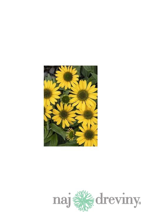 Echinacea KISMET YELLOW ‘TNECHKY, výška 30/40 cm, v črepníku 5l Echinacea KISMET YELLOW ‘TNECHKY
