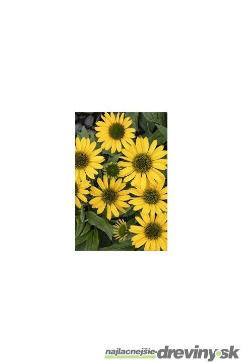 Echinacea KISMET YELLOW ‘TNECHKY, výška 30/40 cm, v črepníku 5l Echinacea KISMET YELLOW ‘TNECHKY