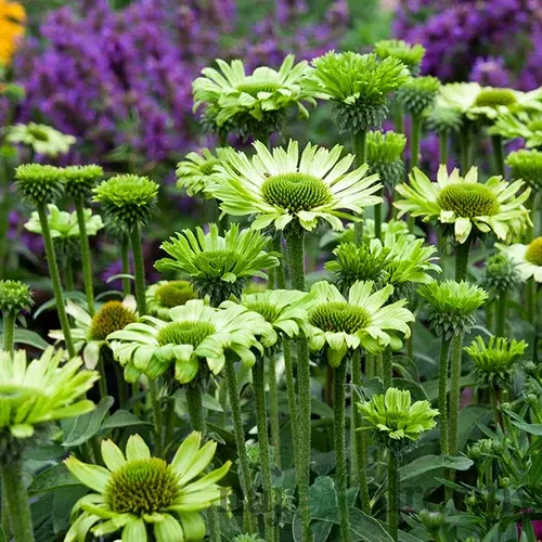 Echinacea Lemontiny v črepníku 2l Echinacea Lemontiny