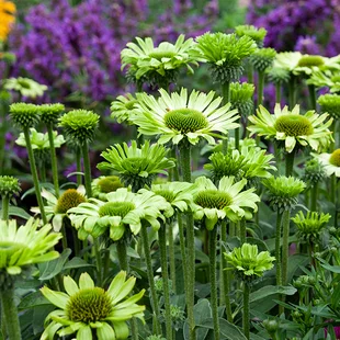 Echinacea Lemontiny v črepníku 2l Echinacea Lemontiny