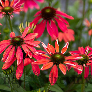 Echinacea ‘Magenta Pearl‘ 30/50 cm v črepníku 2l Echinacea ‘Magenta Pearl‘