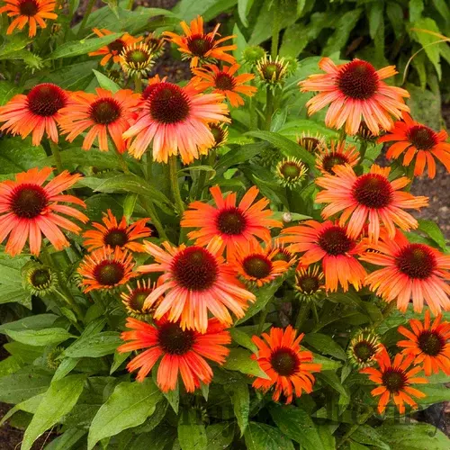 Echinacea ORANGE PEARL ‘Pearl495‘ 30/50 cm v črepníku 2l Echinacea ORANGE PEARL ‘Pearl495‘