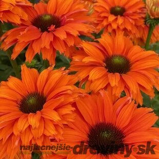 Echinacea ORANGE PEARL ‘Pearl495‘ 30/50 cm v črepníku 2l Echinacea ORANGE PEARL ‘Pearl495‘