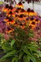 Echinacea ‘Parrot‘