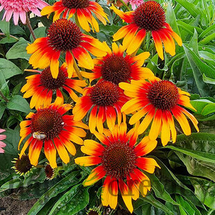 Echinacea ‘Parrot‘