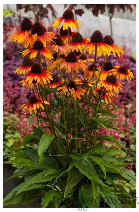 Echinacea ‘Parrot‘