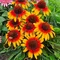 Echinacea ‘Parrot‘