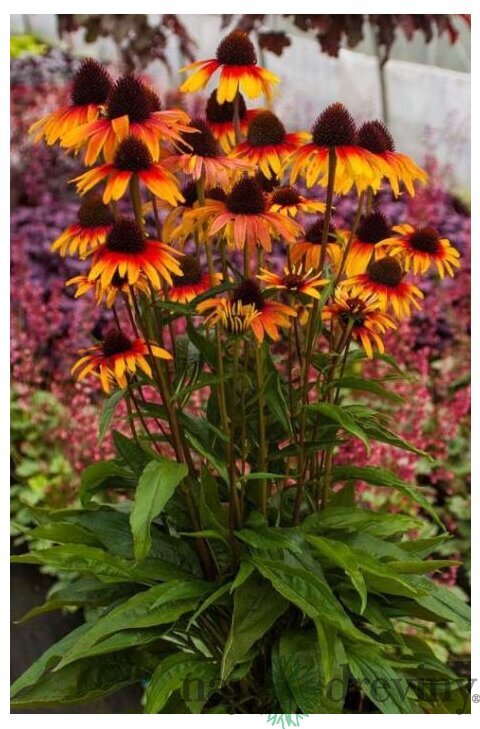 Echinacea ‘Parrot‘