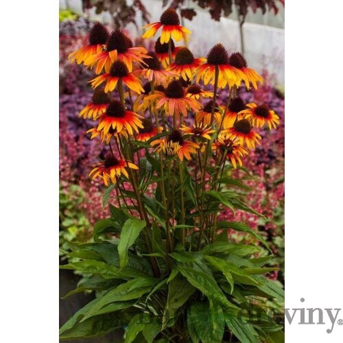 Echinacea ‘Parrot‘