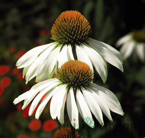 Echinacea purpurová Alba, v črepníku Echinacea purpurea Alba
