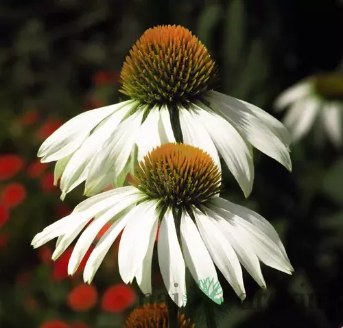 Echinacea purpurová Alba, v črepníku Echinacea purpurea Alba