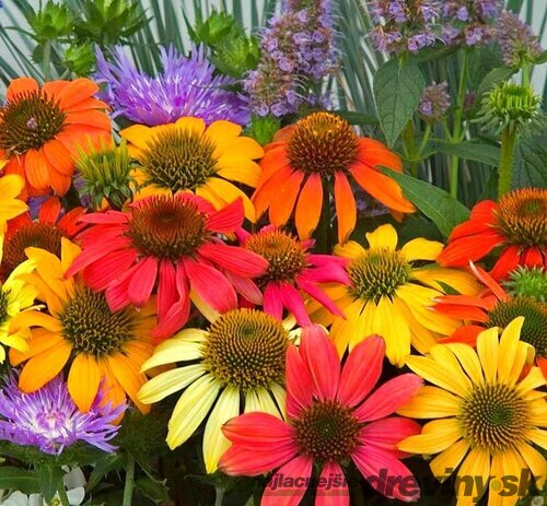 Echinacea purpurová Cheyenne Spirit, výška 20/30 cm, v črepníku 2l Echinacea purpurea Cheyenne Spirit