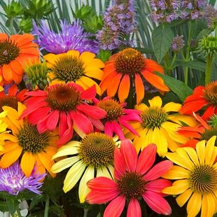 Echinacea purpurová Cheyenne Spirit, výška 20/30 cm, v črepníku 2l Echinacea purpurea Cheyenne Spirit