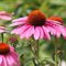 Echinacea purpurová Magnus, výška 20/30 cm, v črepníku 2l Echinacea purpurea Magnus