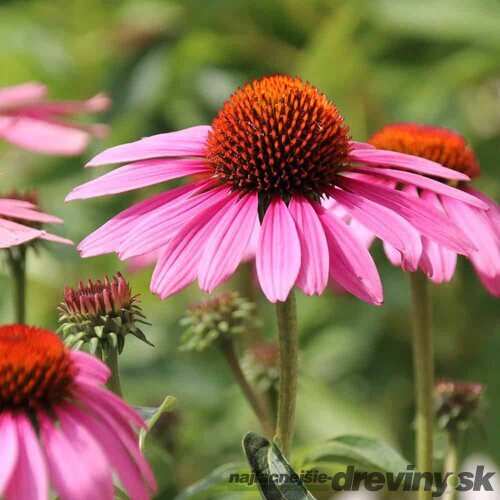 Echinacea purpurová Magnus, výška 20/30 cm, v črepníku 2l Echinacea purpurea Magnus