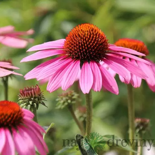 Echinacea purpurová Magnus, výška 20/30 cm, v črepníku 2l Echinacea purpurea Magnus