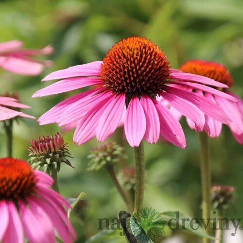 Echinacea purpurová Magnus, výška 20/30 cm, v črepníku 2l Echinacea purpurea Magnus