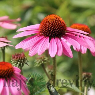 Echinacea purpurová Magnus, výška 20/30 cm, v črepníku 2l Echinacea purpurea Magnus