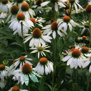 Echinacea purpurová White Swan, výška 10/15 cm, v črepníku P9 Echinacea Purpurea White Swan
