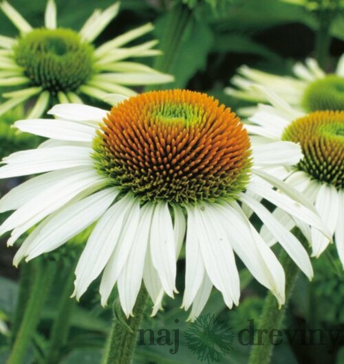 Echinacea purpurová White Swan, výška 20/30 cm, v črepníku 2l Echinacea purpurea White Swan