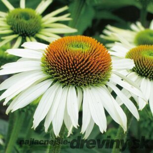 Echinacea purpurová White Swan, výška 20/30 cm, v črepníku 2l Echinacea purpurea White Swan