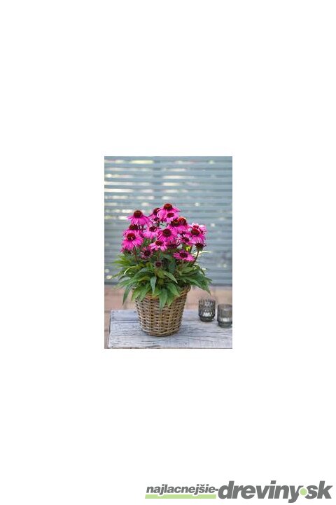 Echinacea SunMagic ‘Vintage Pink‘ 30/50 cm v črepníku 2l Echinacea SunMagic ‘Vintage Pink‘