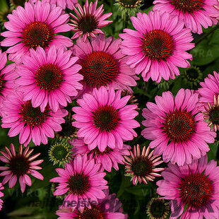 Echinacea SunMagic ‘Vintage Pink‘ 30/50 cm v črepníku 2l Echinacea SunMagic ‘Vintage Pink‘