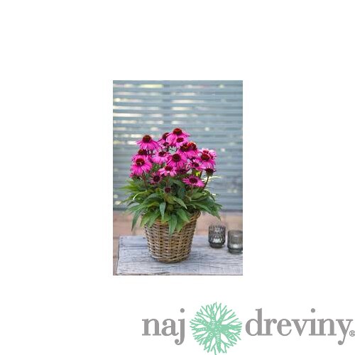 Echinacea SunMagic ‘Vintage Pink‘ 30/50 cm v črepníku 2l Echinacea SunMagic ‘Vintage Pink‘