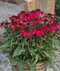 Echinacea SunMagic ‘Vintage Ruby‘ 30/50 cm v črepníku 2l Echinacea SunMagic ‘Vintage Ruby‘