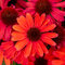 Echinacea SunMagic ‘Vintage Ruby‘ 30/50 cm v črepníku 2l Echinacea SunMagic ‘Vintage Ruby‘