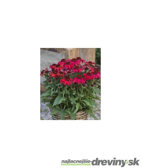 Echinacea SunMagic ‘Vintage Ruby‘ 30/50 cm v črepníku 2l Echinacea SunMagic ‘Vintage Ruby‘