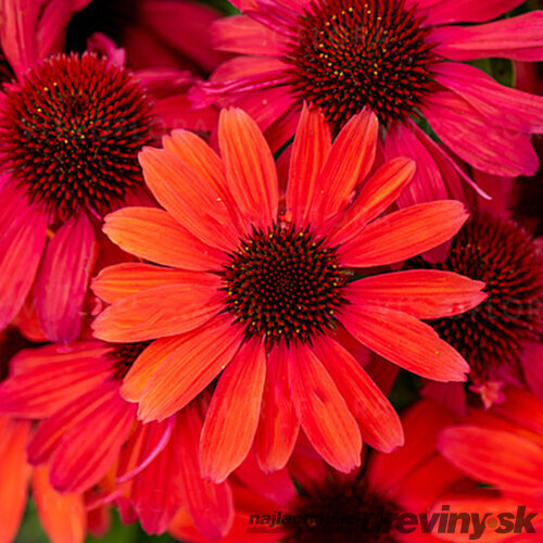 Echinacea SunMagic ‘Vintage Ruby‘ 30/50 cm v črepníku 2l Echinacea SunMagic ‘Vintage Ruby‘