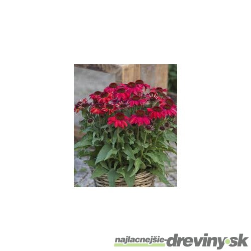 Echinacea SunMagic ‘Vintage Ruby‘ 30/50 cm v črepníku 2l Echinacea SunMagic ‘Vintage Ruby‘