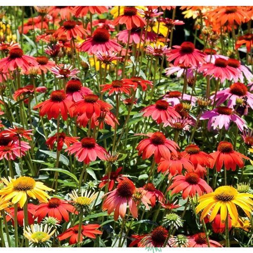 Echinacea  ´Tangerine Dream´, v črepníku P9 Echinacea  ´Tangerine Dream´