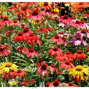 Echinacea  ´Tangerine Dream´, v črepníku P9 Echinacea  ´Tangerine Dream´