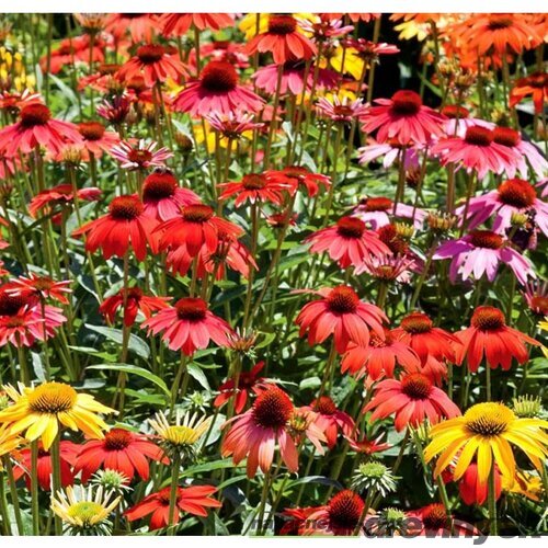 Echinacea  ´Tangerine Dream´, v črepníku P9 Echinacea  ´Tangerine Dream´