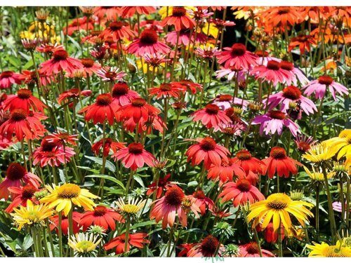 Echinacea  ´Tangerine Dream´, v črepníku P9 Echinacea  ´Tangerine Dream´