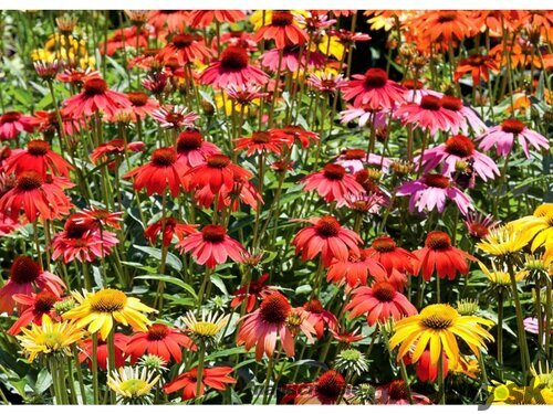 Echinacea  ´Tangerine Dream´, v črepníku P9 Echinacea  ´Tangerine Dream´
