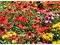 Echinacea  ´Tangerine Dream´, v črepníku P9 Echinacea  ´Tangerine Dream´