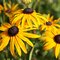 Echinacea Zlatá búrka 10/15 cm, v črepníku Rudbeckia f. ‘Goldsturm‘