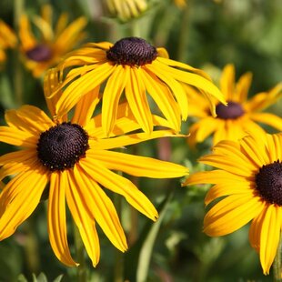 Echinacea Zlatá búrka 10/15 cm, v črepníku Rudbeckia f. ‘Goldsturm‘