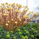 Edgeworthia