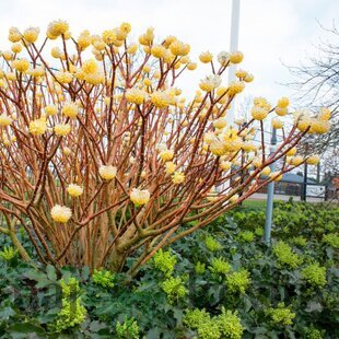Edgeworthia chrysantha Grandiflora - papierový ker 40/60 cm v črepníku Edgeworthia chrysantha