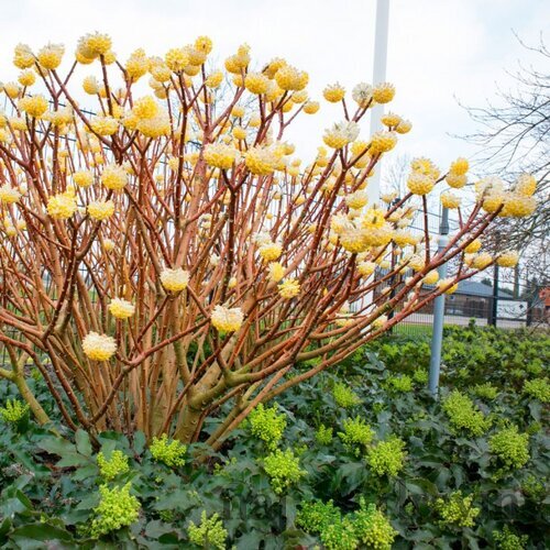 Edgeworthia chrysantha - papierový ker 80/100 cm v črepníku 18l Edgeworthia chrysantha