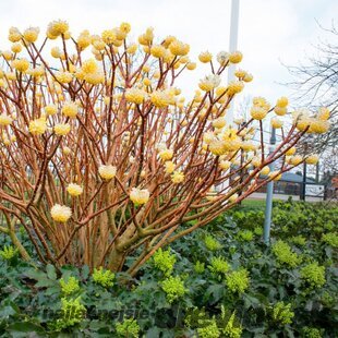 Edgeworthia chrysantha - papierový ker 80/100 cm v črepníku 18l Edgeworthia chrysantha