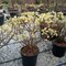 Edgeworthia chrysantha - papierový ker 80/100 cm v črepníku 18l Edgeworthia chrysantha